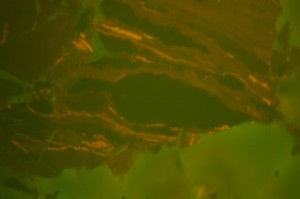 Orange coloured Fluorescing Vitrinite, containing yellow Liptinites