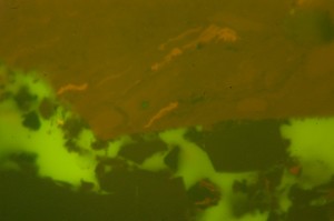 Ultra-Fluid Appalachian high-volatile coals showing Orange coloured Fluorescing Vitrinite.